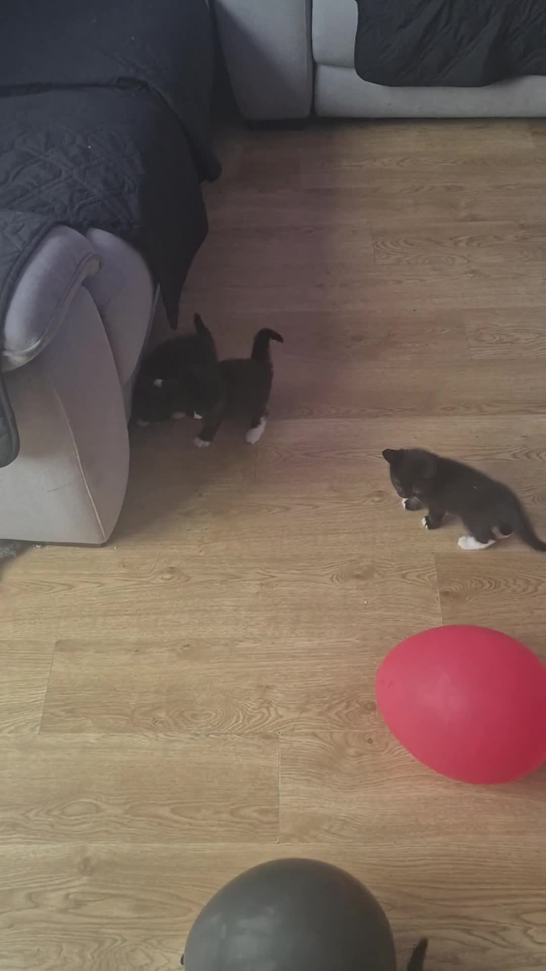Mixed Breed cats for sale: Fluffy black and white female - Video 2
