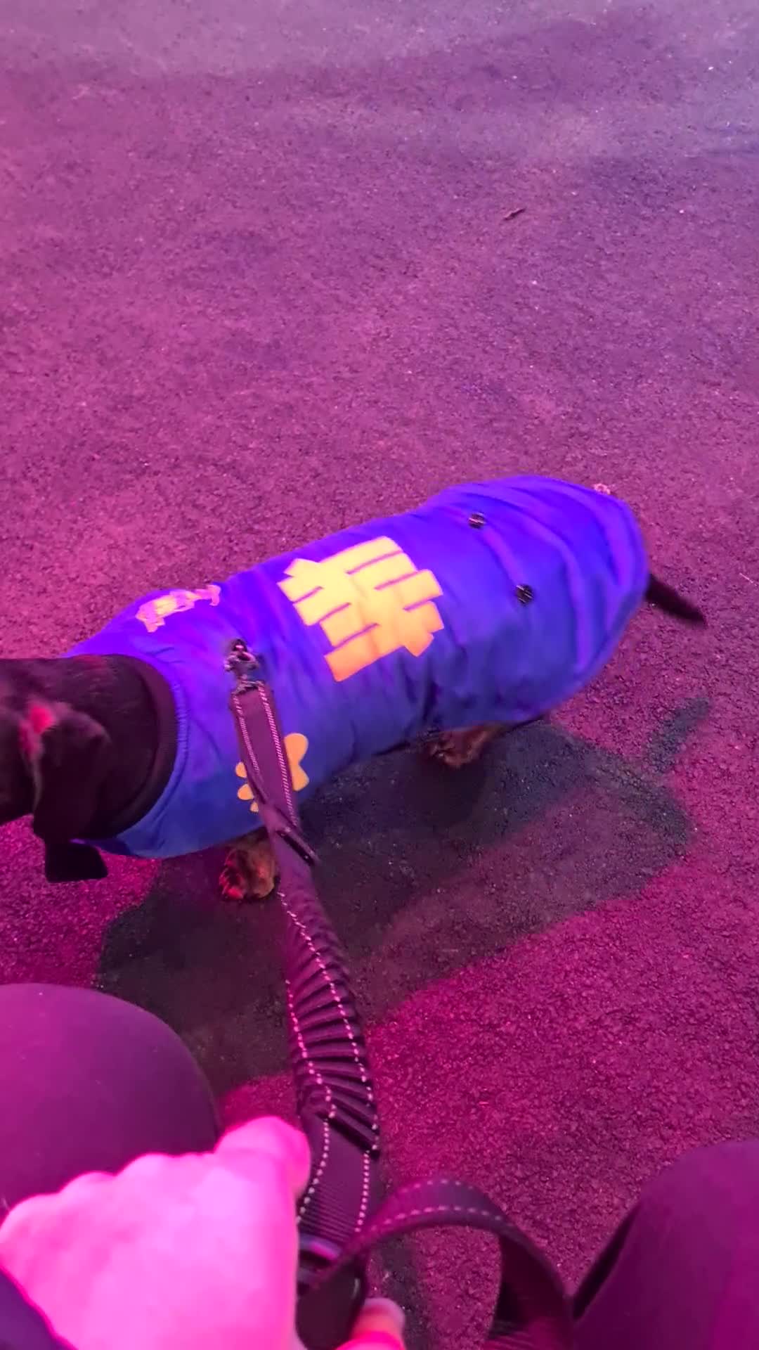 Dachshund dogs for sale: Teddy Daschund - Video 3