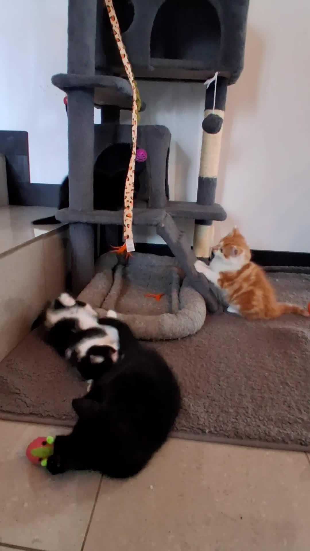 Mixed Breed cats for sale: Gorgeous Chunky Kittens  - Video 1