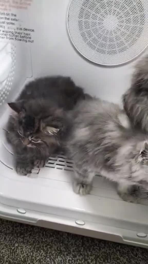 Siberian cats for sale: Male  - Video 1