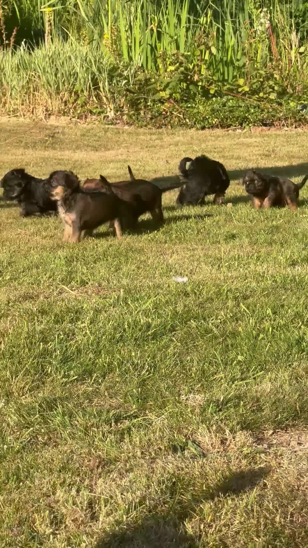 Griffon Bruxellois dogs for sale: One red rough female Brussels Griffon - Video 2
