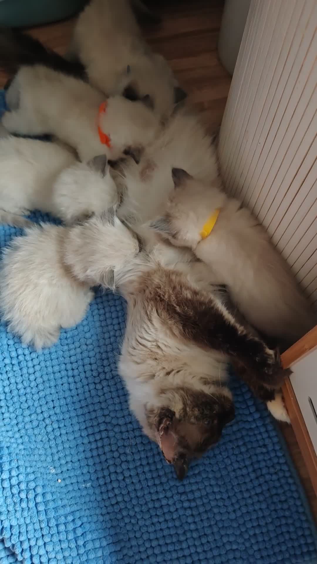 Ragdoll cats for sale: ​Beautiful Ragdoll Kittens  Boys & Girls Available - Video 1