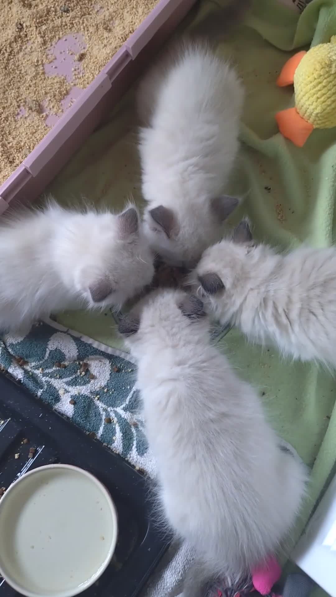 Ragdoll cats for sale: GCCF pedigree ragdoll kittens for sale £850 -£1100 - Video 2