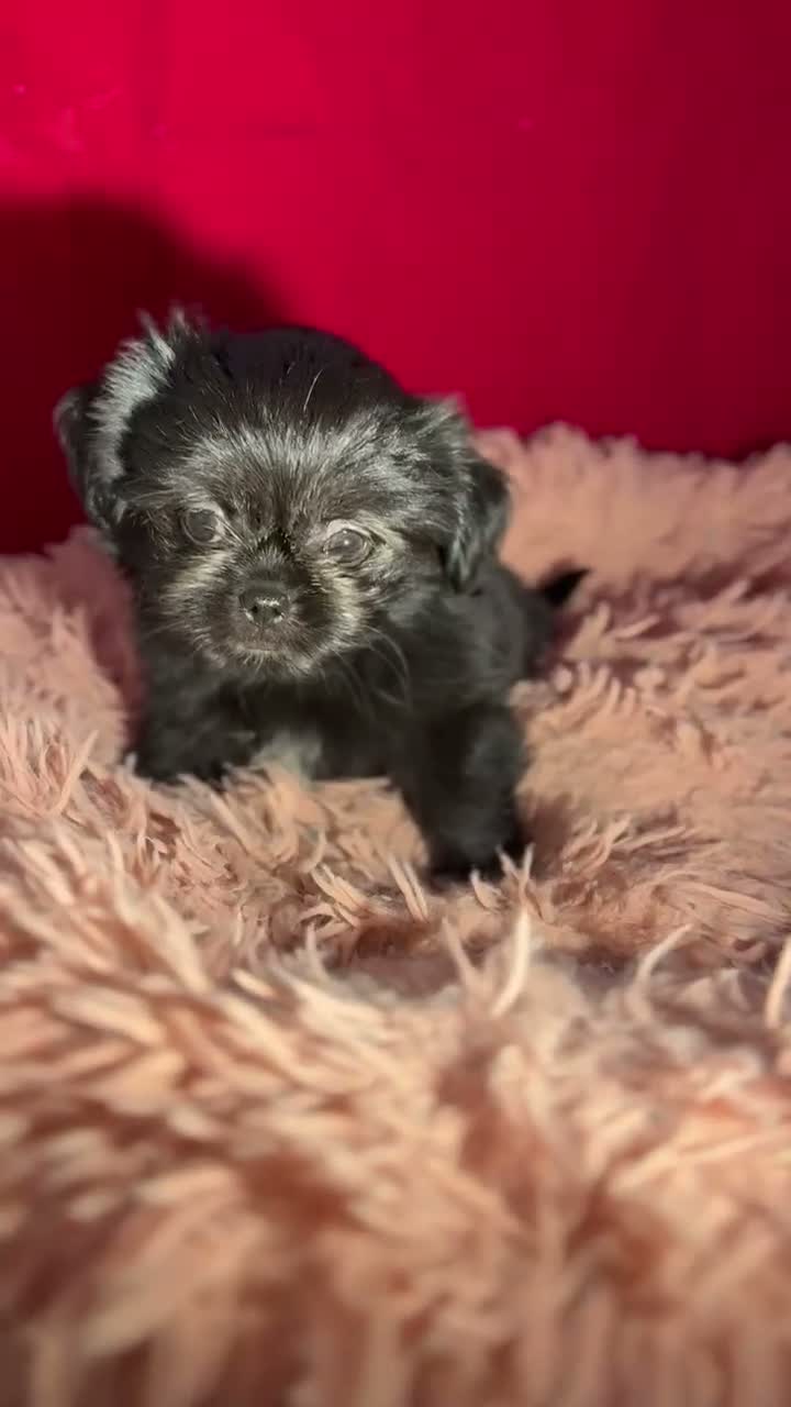 Mixed Breed dogs for sale: ADORABLE SHIH TZU/CHIHUAHUA - Video 1