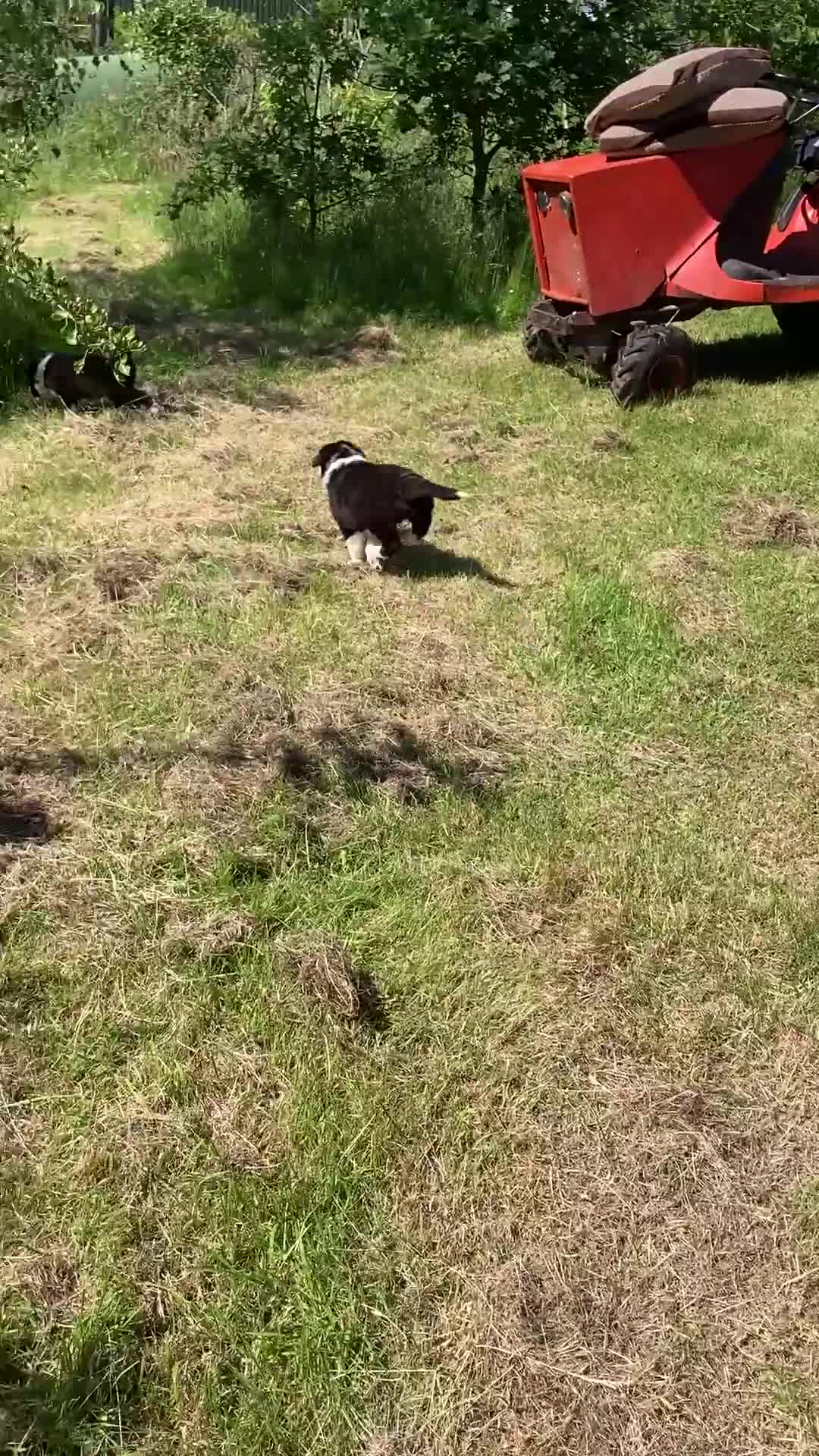 Border Collie dogs for sale: Beautiful Collie Pups for sale - Video 1