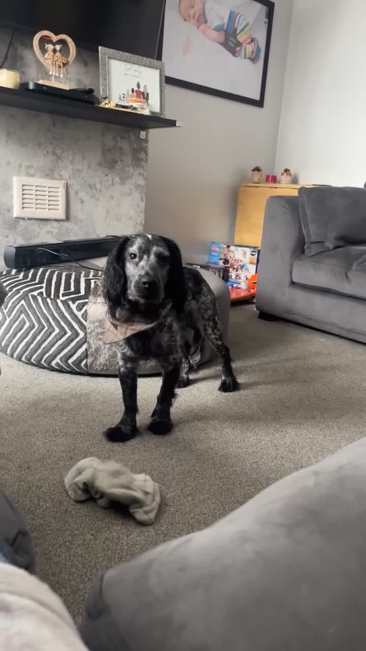 Cocker Spaniel dogs for stud: Stud cocker spaniel - Video 1