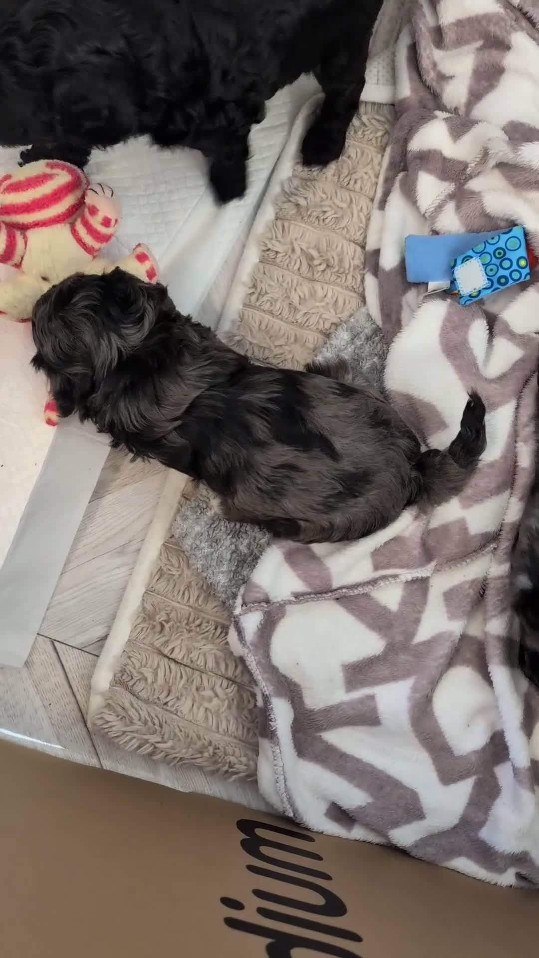 Cockapoo dogs for sale: All female litter of F1B Cockapoos - Video 1