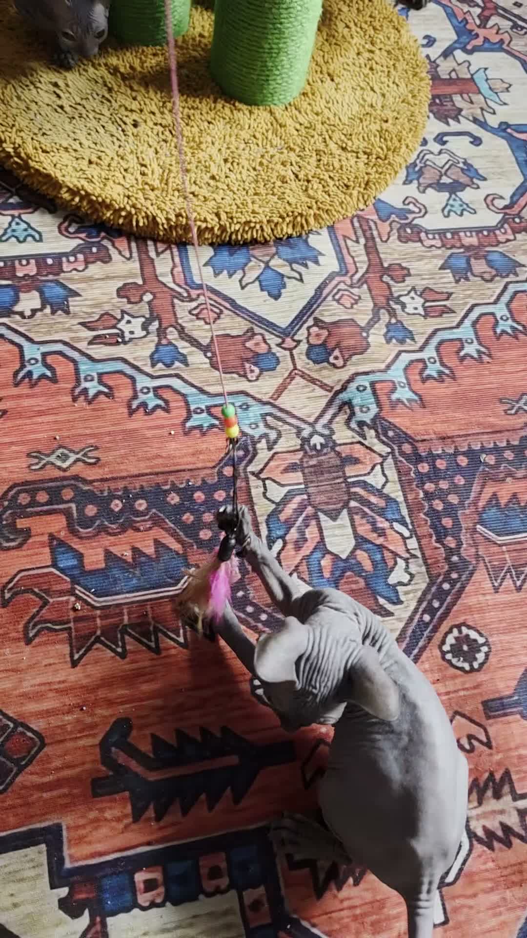 Sphynx cats for sale: Beautiful  Sphynx kitten for sale  - Video 4