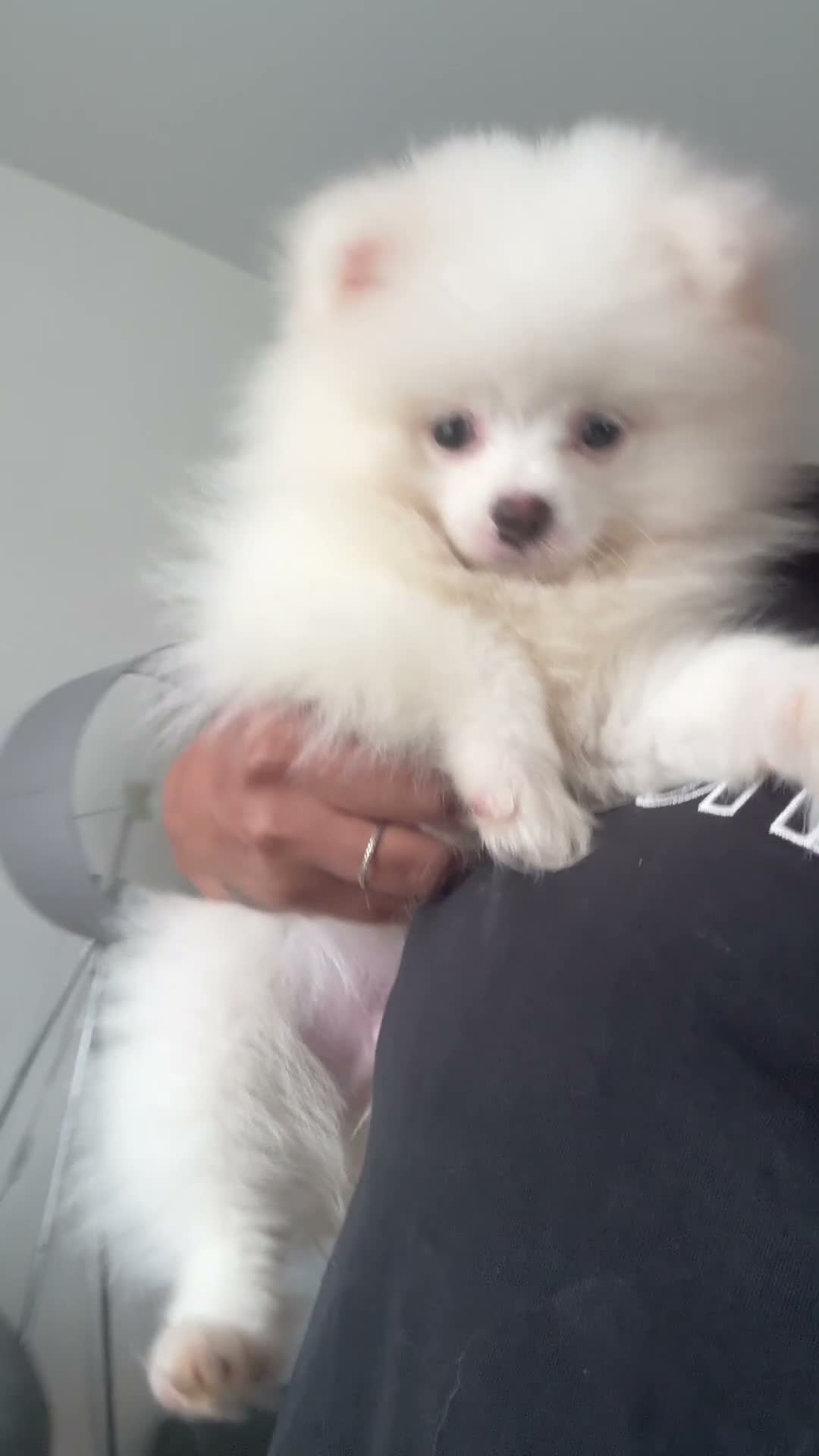 Pomeranian dogs for sale: Beautiful Pomeranian boy  in Warwick - Video 1