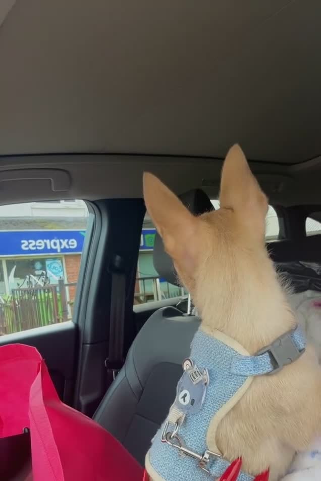 Chihuahua dogs for sale: Chihuahua  in Penarth - Video 1