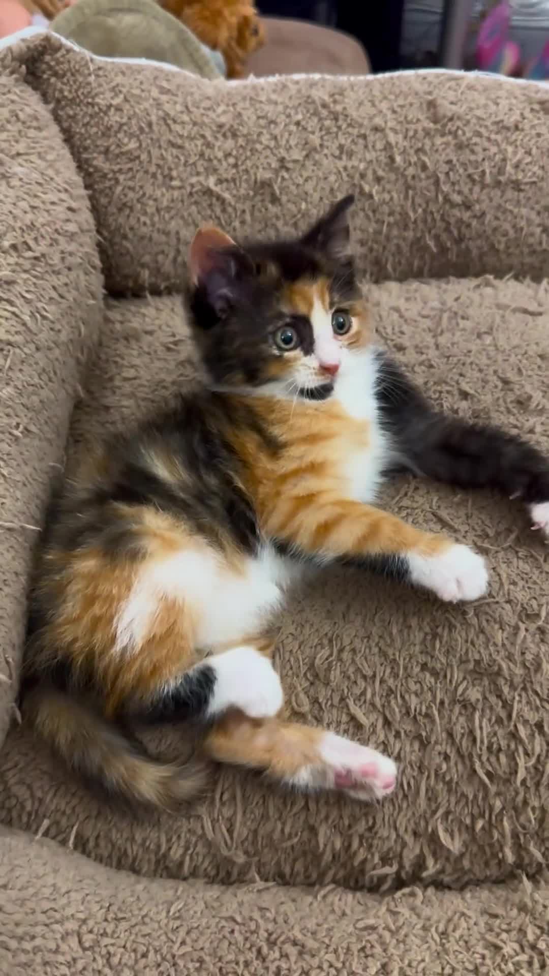 Mixed Breed cats for sale: GORGEOUS SIBERIAN X KITTENS  - Video 1