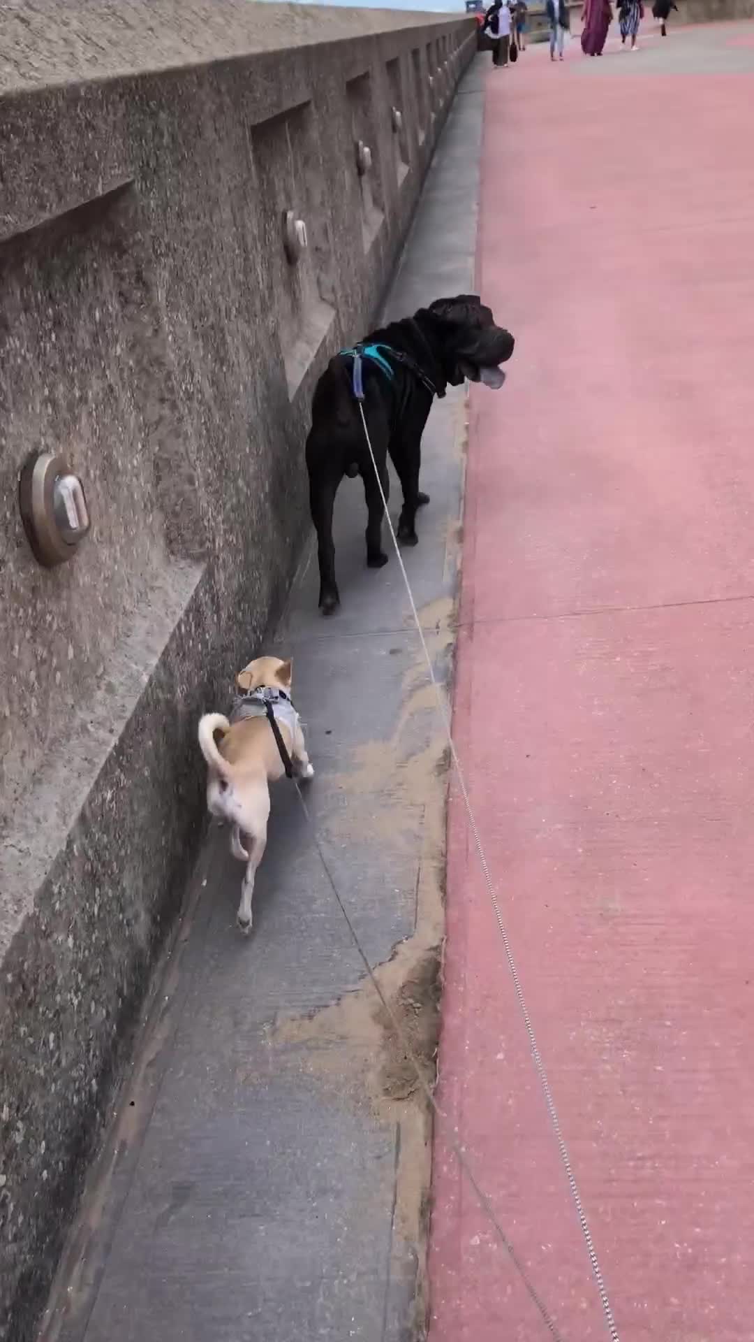 Chihuahua dogs for sale: Chihuahua  - Video 2