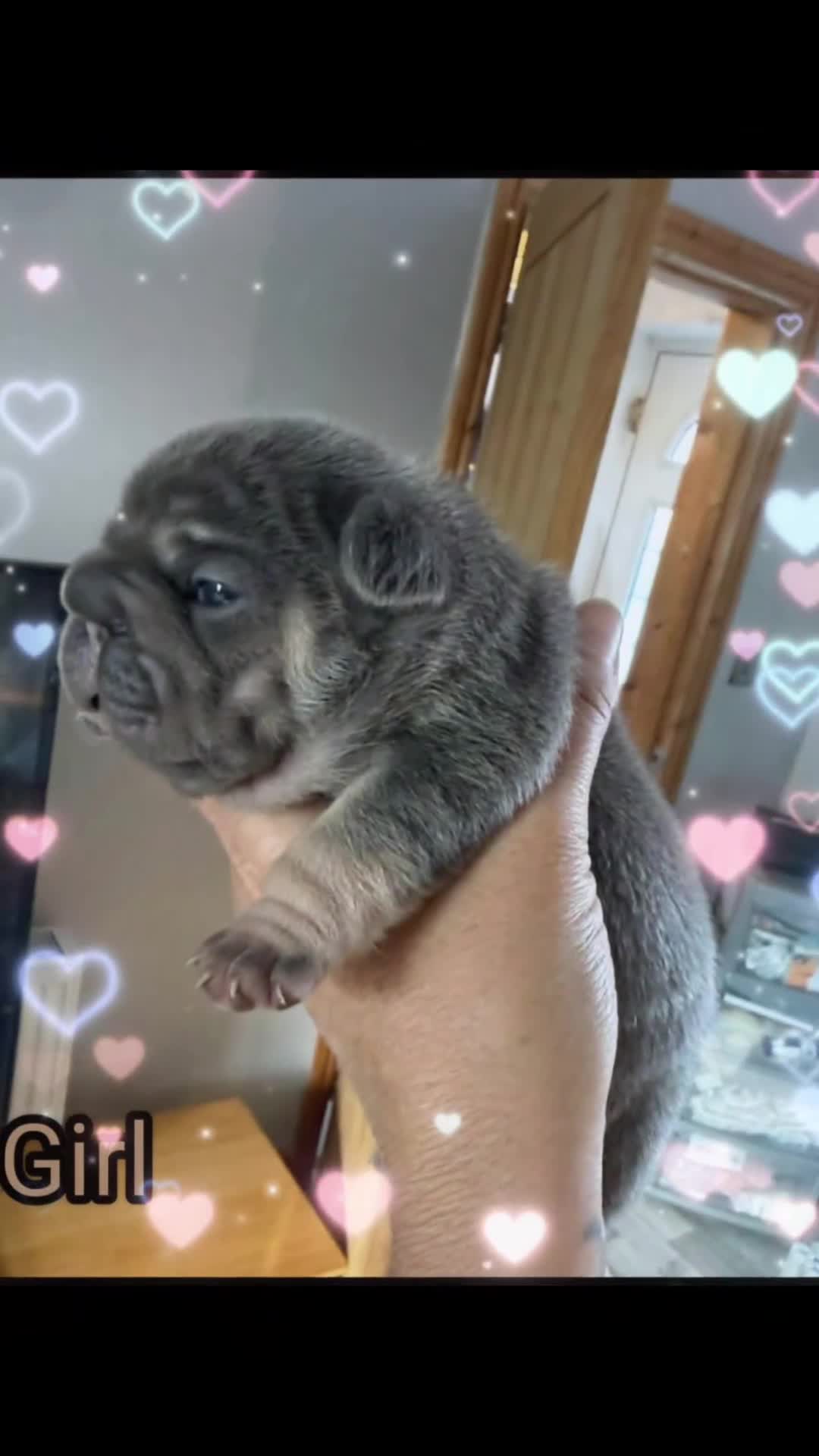 French Bulldog dogs for stud: Beautiful French bulldog  - Video 1