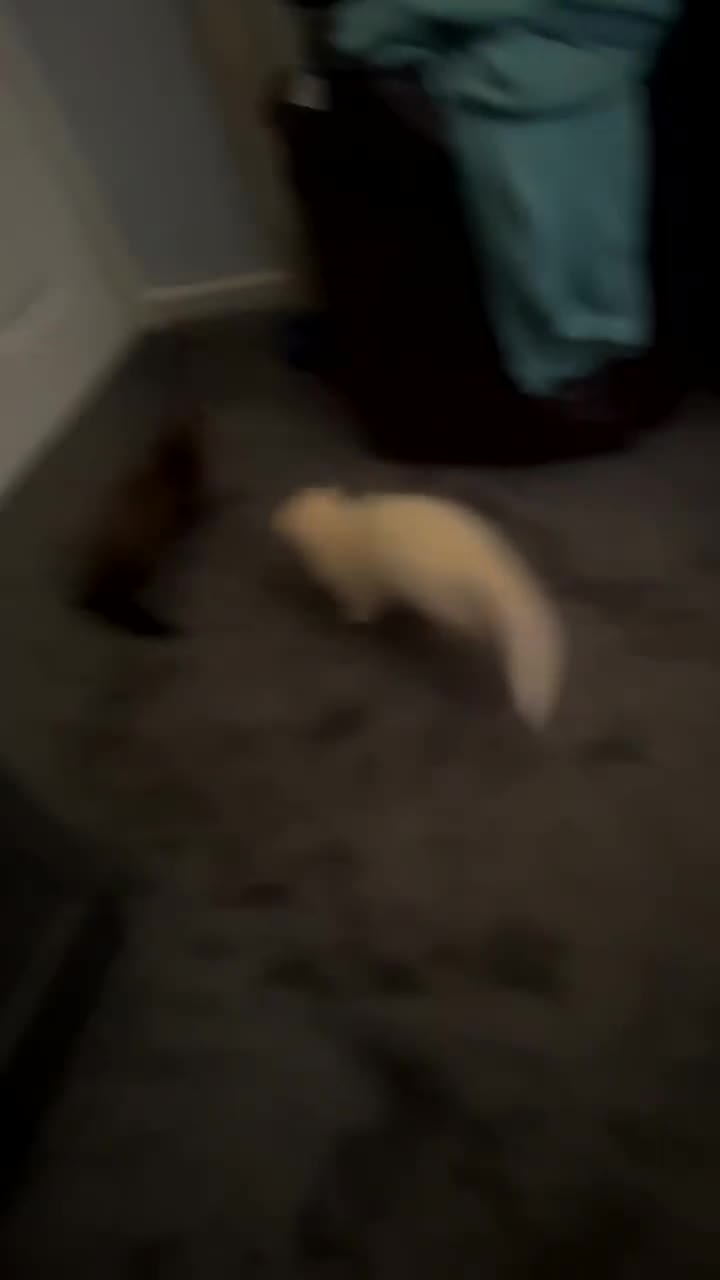 Ferret rodents for sale: 3 ferrets they are not 55 either  - Video 2