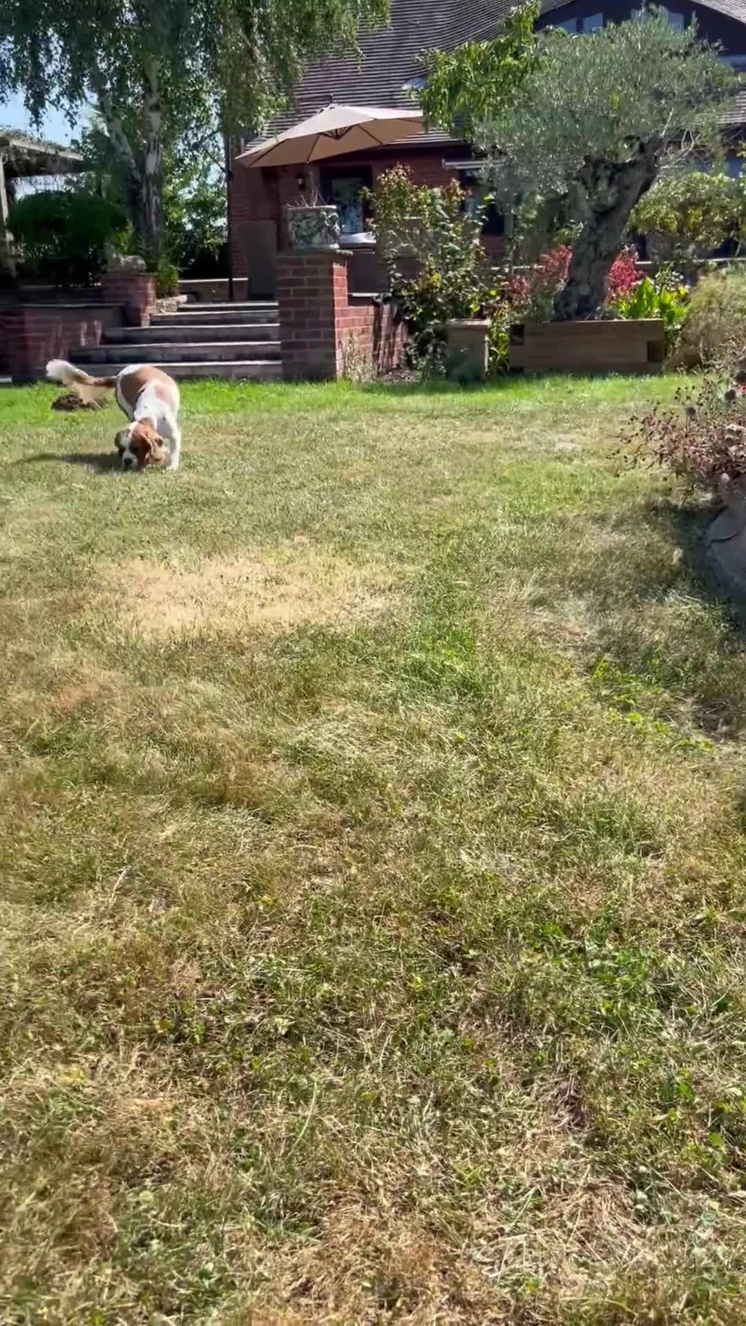 Cavachon dogs for sale: 5 stunning cavachons now available for new 🏡 - Video 1