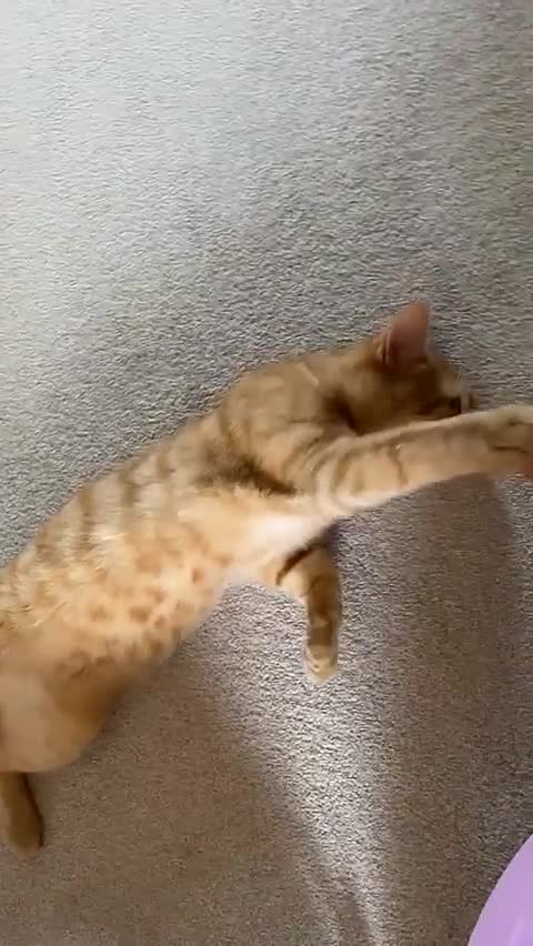 Domestic Shorthair cats for sale: Bingo in Leeds - Video 1