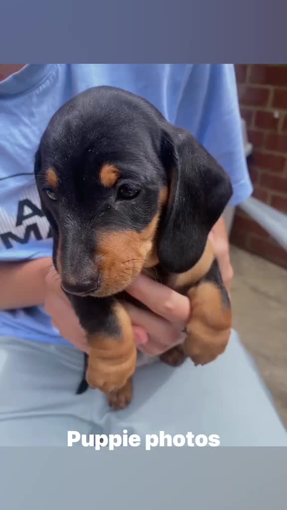Dachshund dogs for sale: Dachund for sale poringland norwich - Video 1