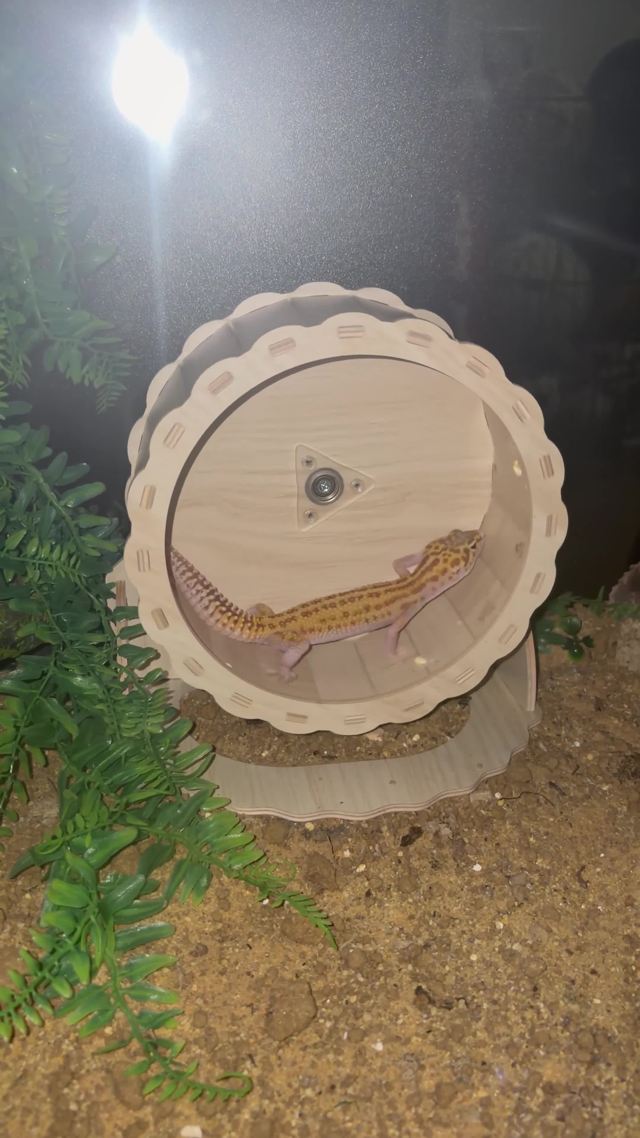 Leopard Gecko reptiles for sale: Female Raptor Leopard Gecko & 3ft Setup – £300 ONO in Slough - Video 1