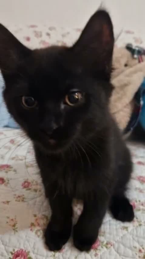 Mixed Breed cats for sale: Adorable Kittens Looking for Loving Homes in Slough - Video 1