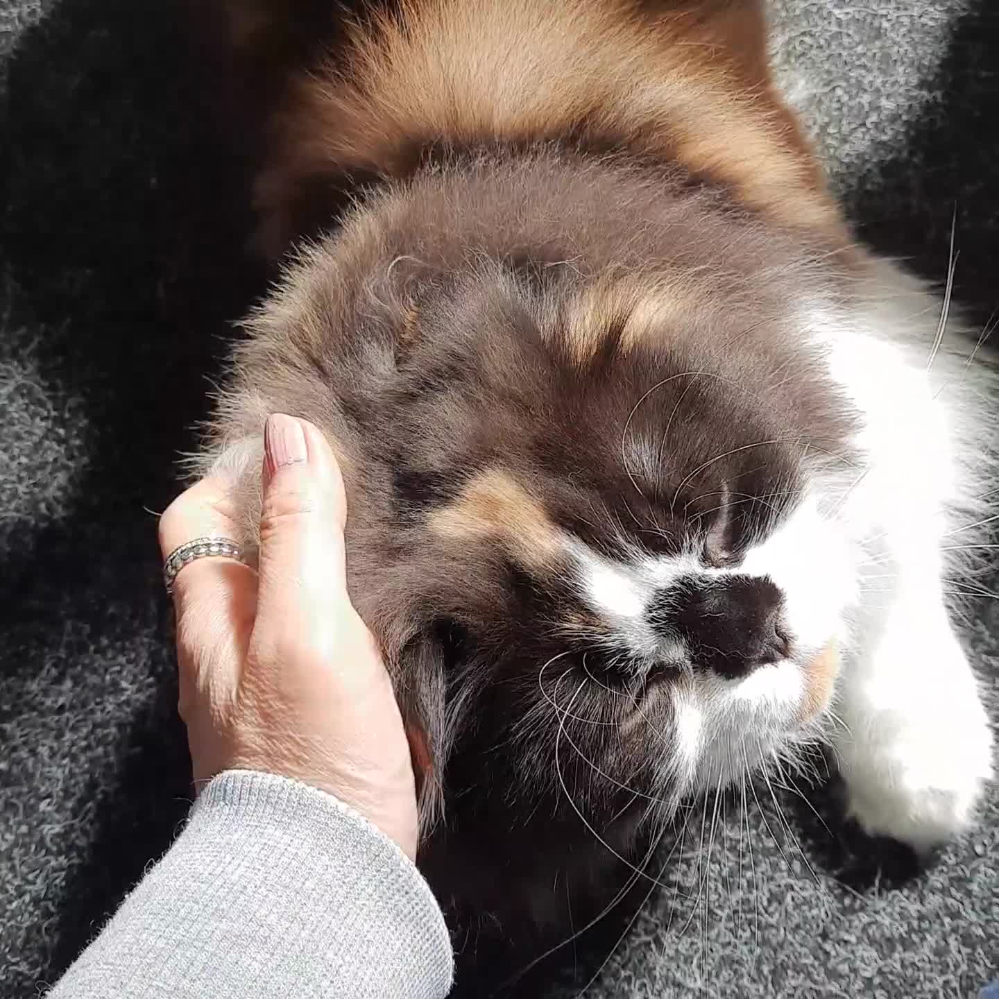 Scottish Fold cats for sale: SOLD----TICA Registered Scottish Straight Neutered - Video 1