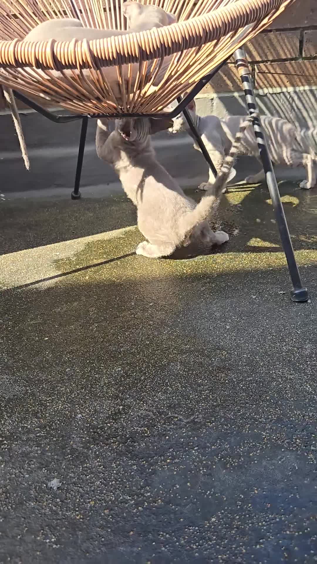 Sphynx cats for sale: Rare Light Blue Boys – Velour Coat & Stunning Eyes - Video 1