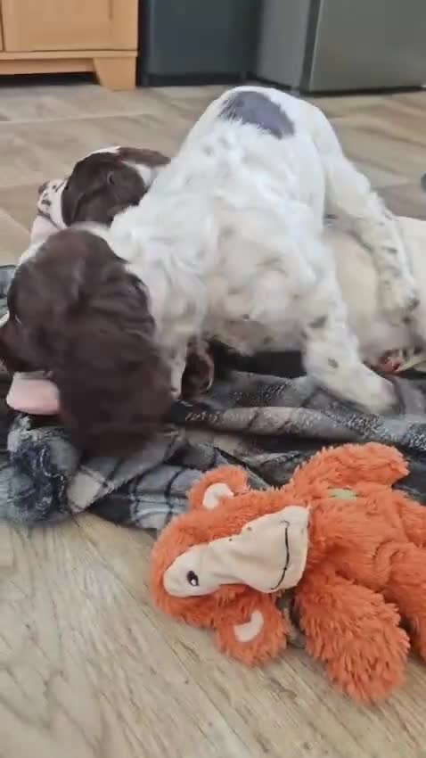 Cocker Spaniel dogs for sale: Cocker spaniel pups - Video 1