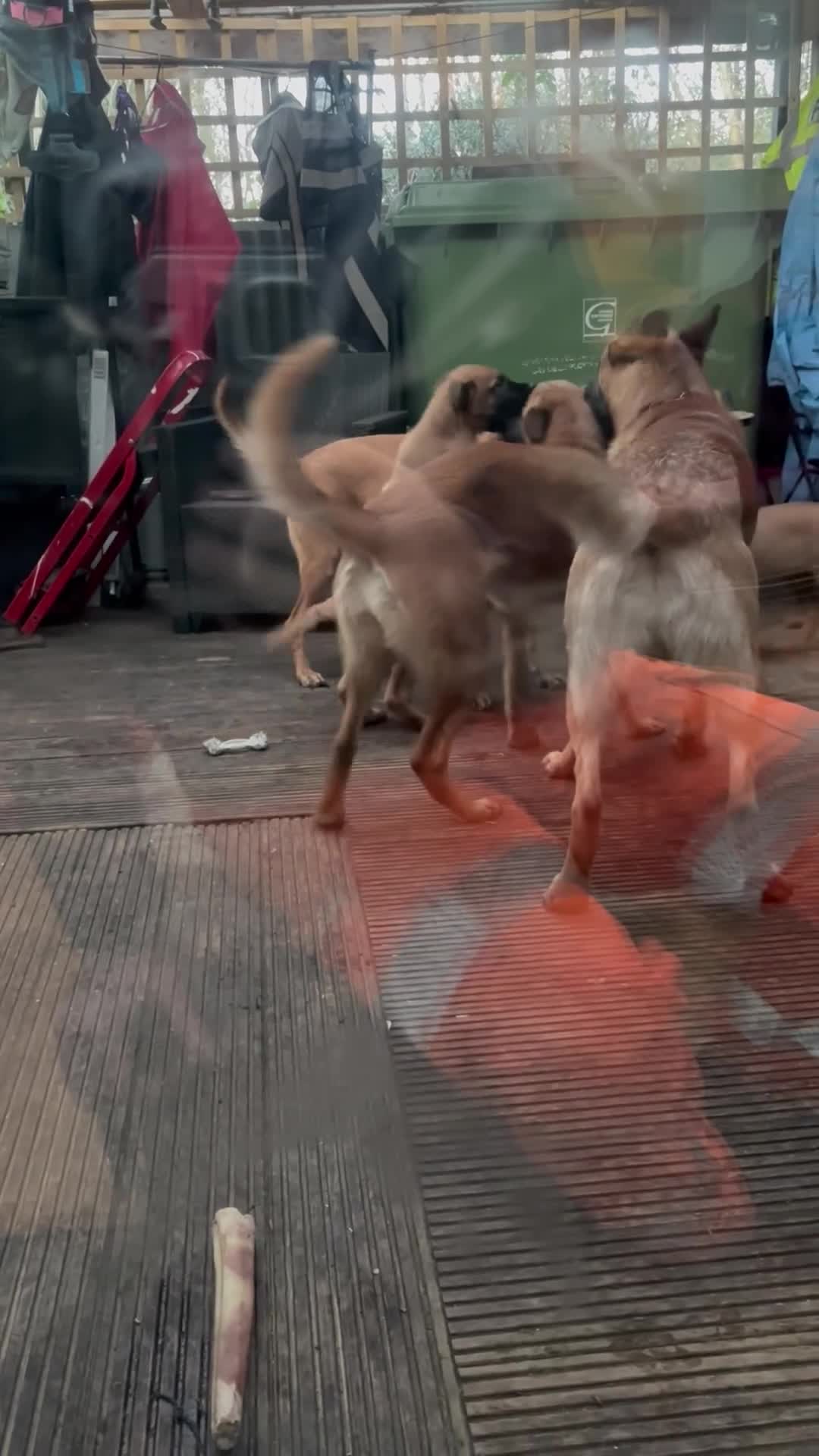 Mixed Breed dogs for sale: Malinois x GSD girl - Video 1