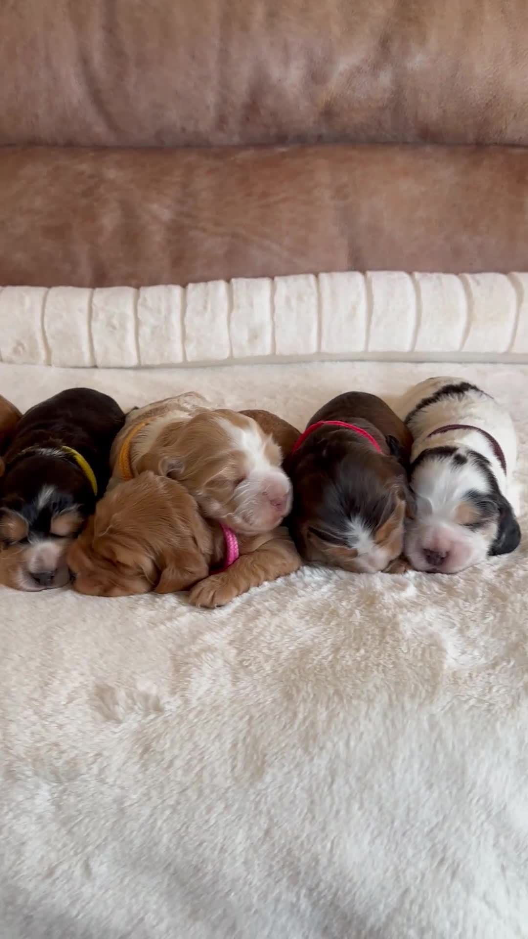 Cocker Spaniel dogs for sale: Extensively Health Tested KC Reg Puppies  - Video 2