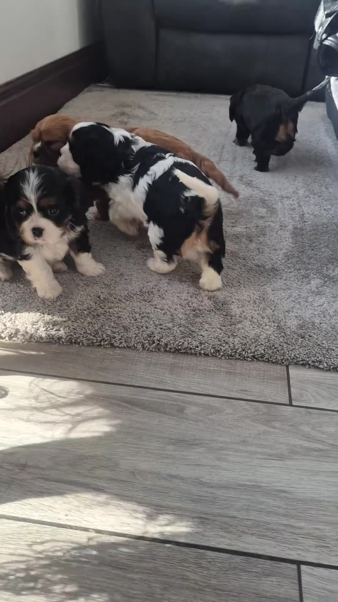 Cavalier King Charles Spaniel dogs for sale: Kc registered stunning puppies  - Video 1