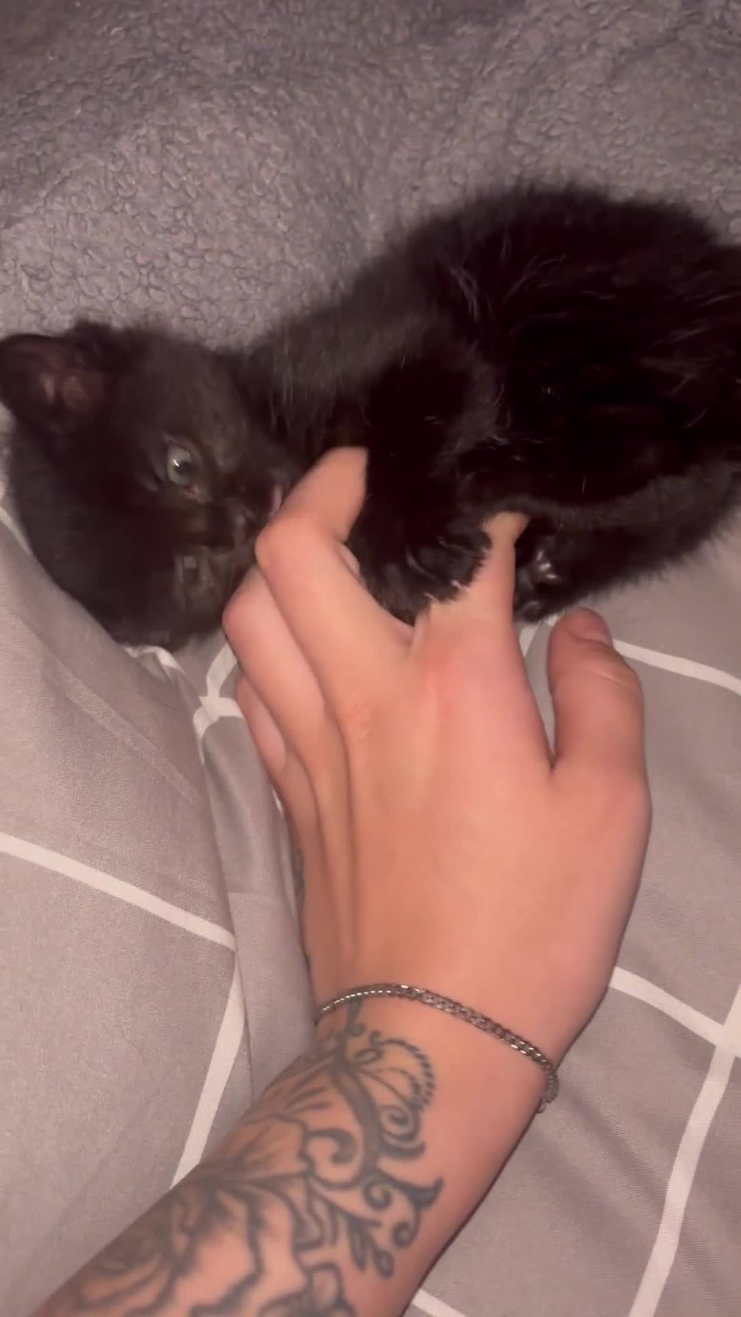 Ragamese cats for sale: RAMAMESE KITTENS  - Video 1