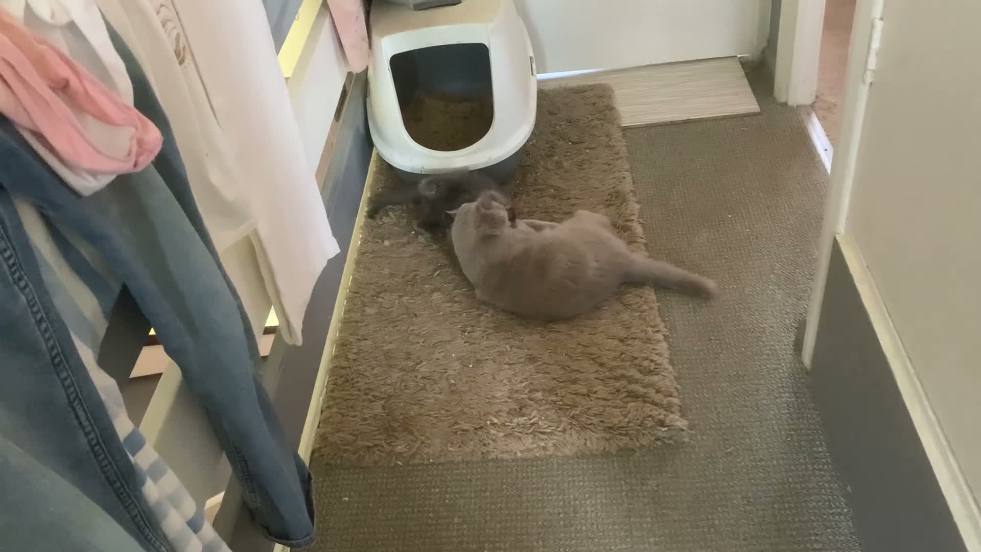 British Shorthair cats for sale: British shorthair x Ragdoll  - Video 1