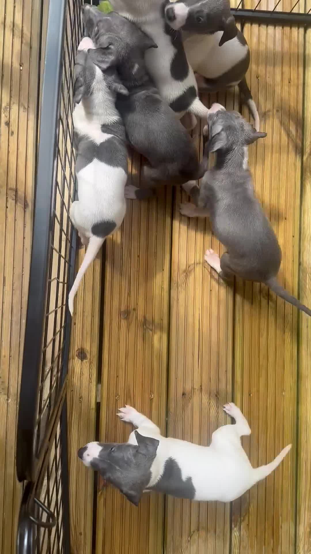 Mixed Breed dogs for sale: 🐾Reduced🐾READY NOW!!Italian x whippet pups! - Video 1