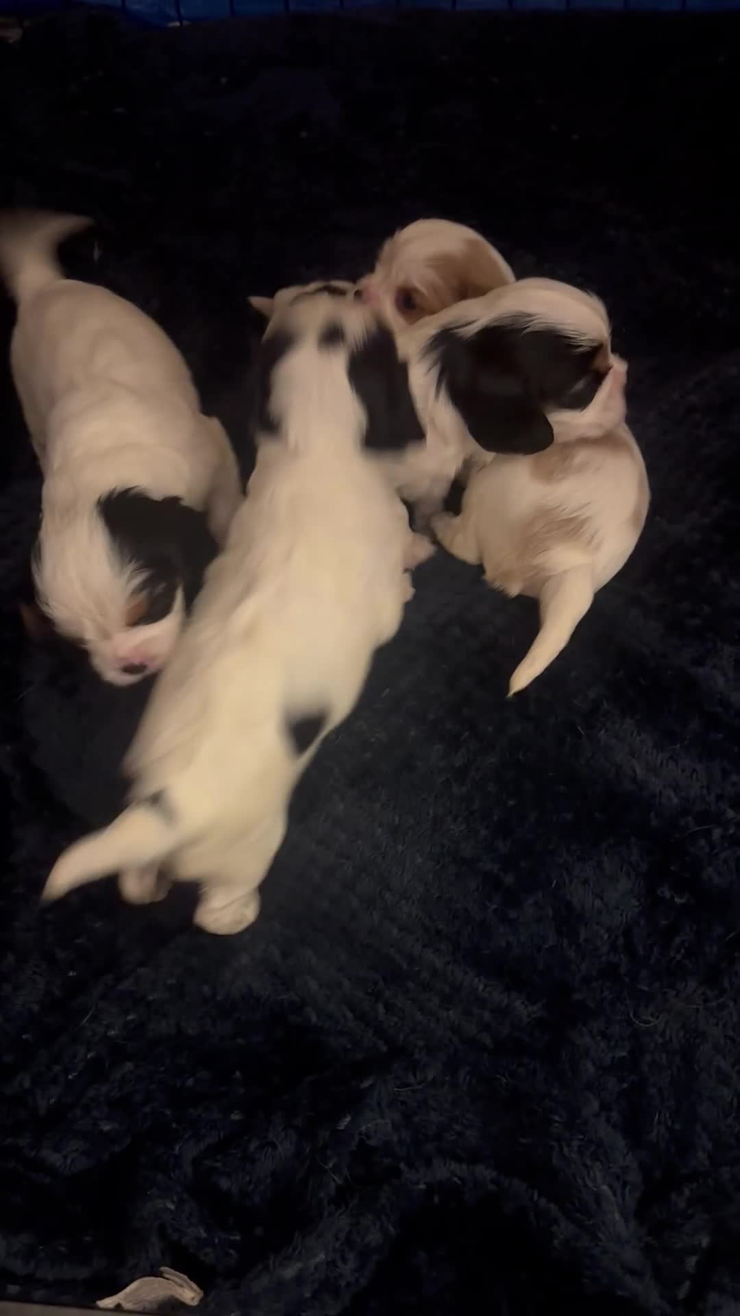 Cavalier King Charles Spaniel dogs for sale: DNA health tested, much loved cavaliers - Video 4