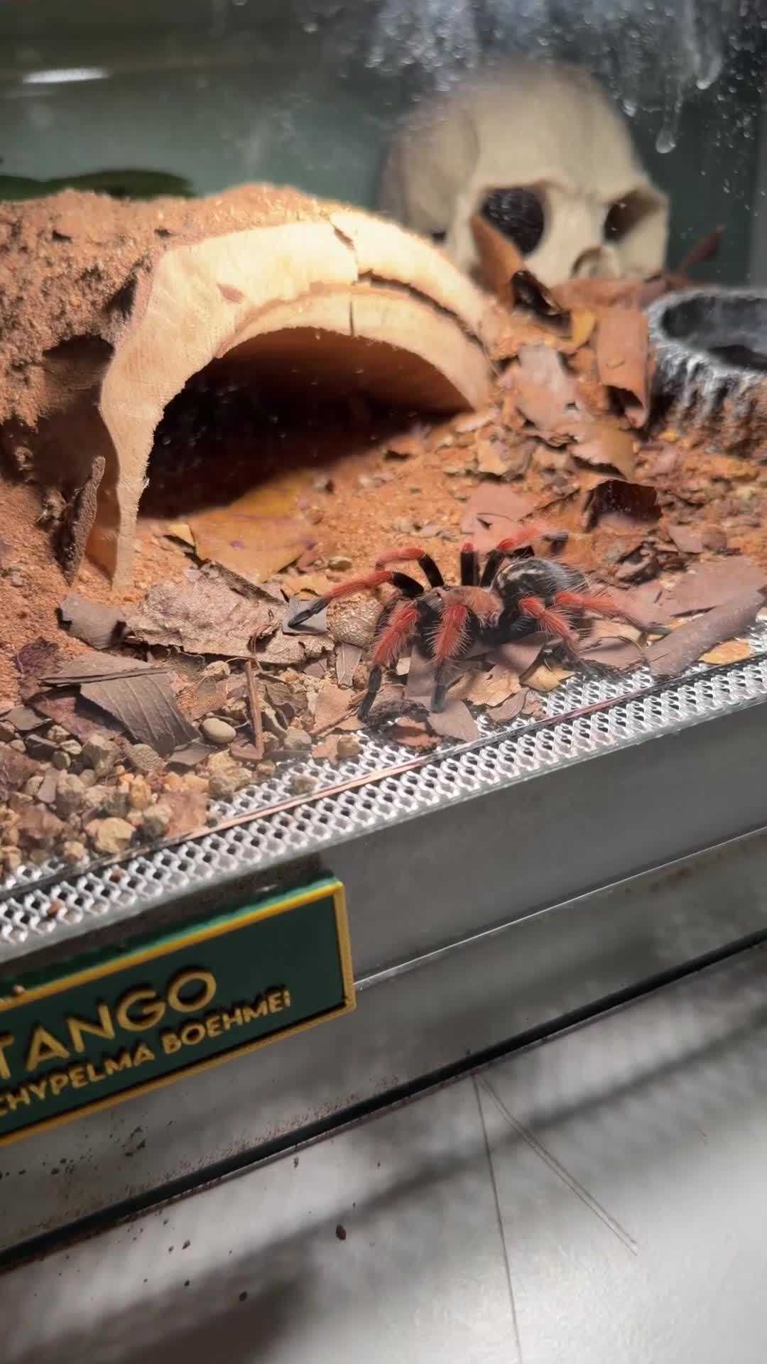 Tarantulas invertebrates for sale: Juvenile Female Mexican Fireleg Tarantula - Video 1