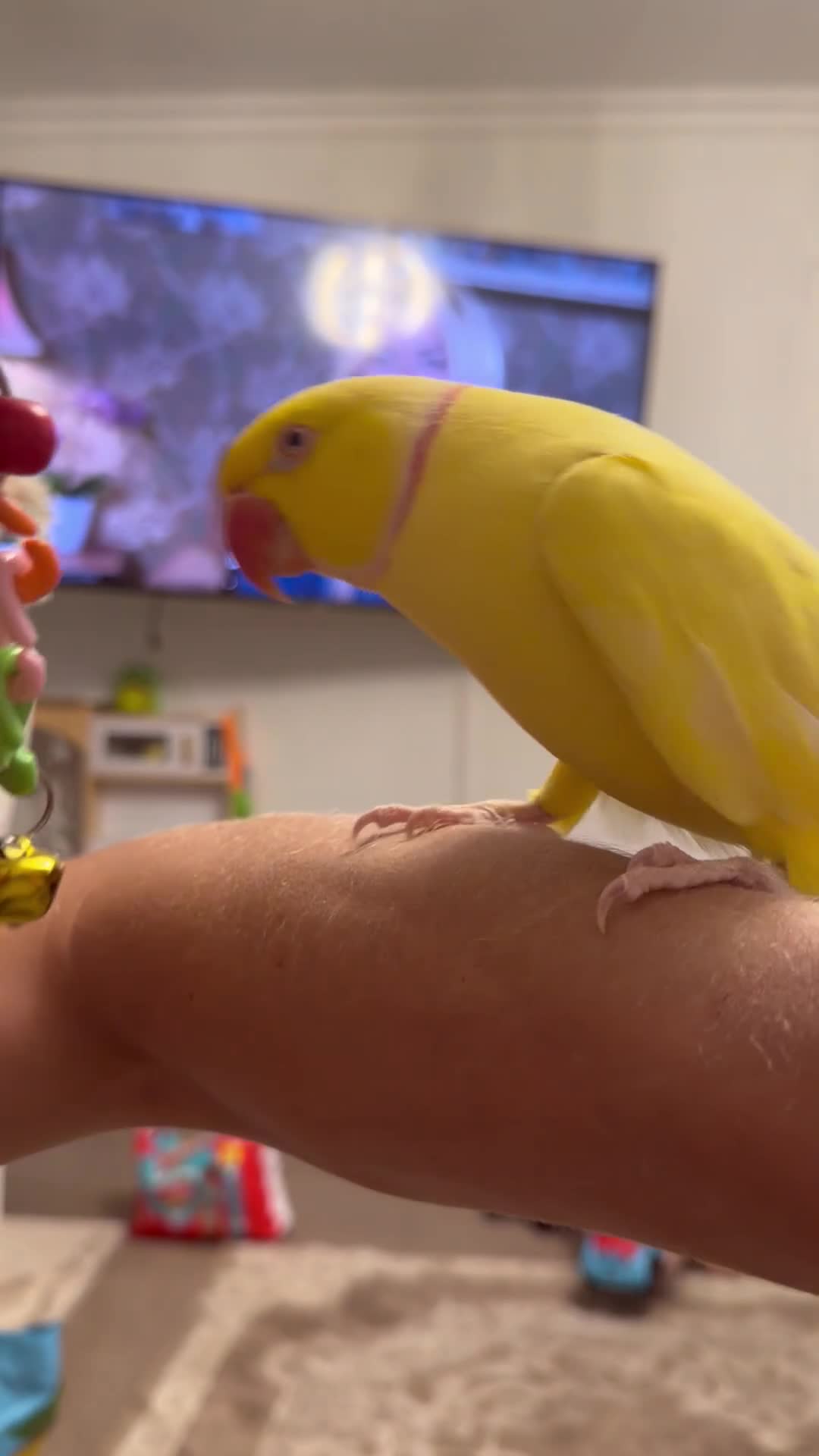 Ringnecks birds for sale: Talking Latino ring neck  - Video 1