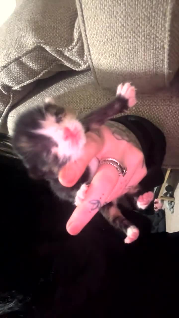 Mixed Breed cats for sale: Female calico kitten for sale - Video 2