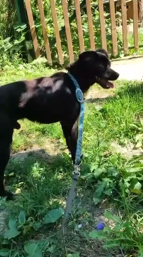 Mixed Breed dogs for adoption: Little Lad Vernon - Available for adoption - Video 3