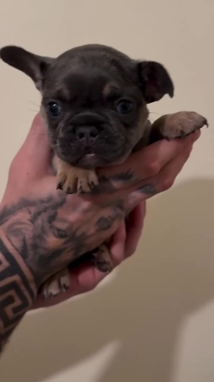 French Bulldog dogs for sale: Stunning Frenchie Trio  - Video 2