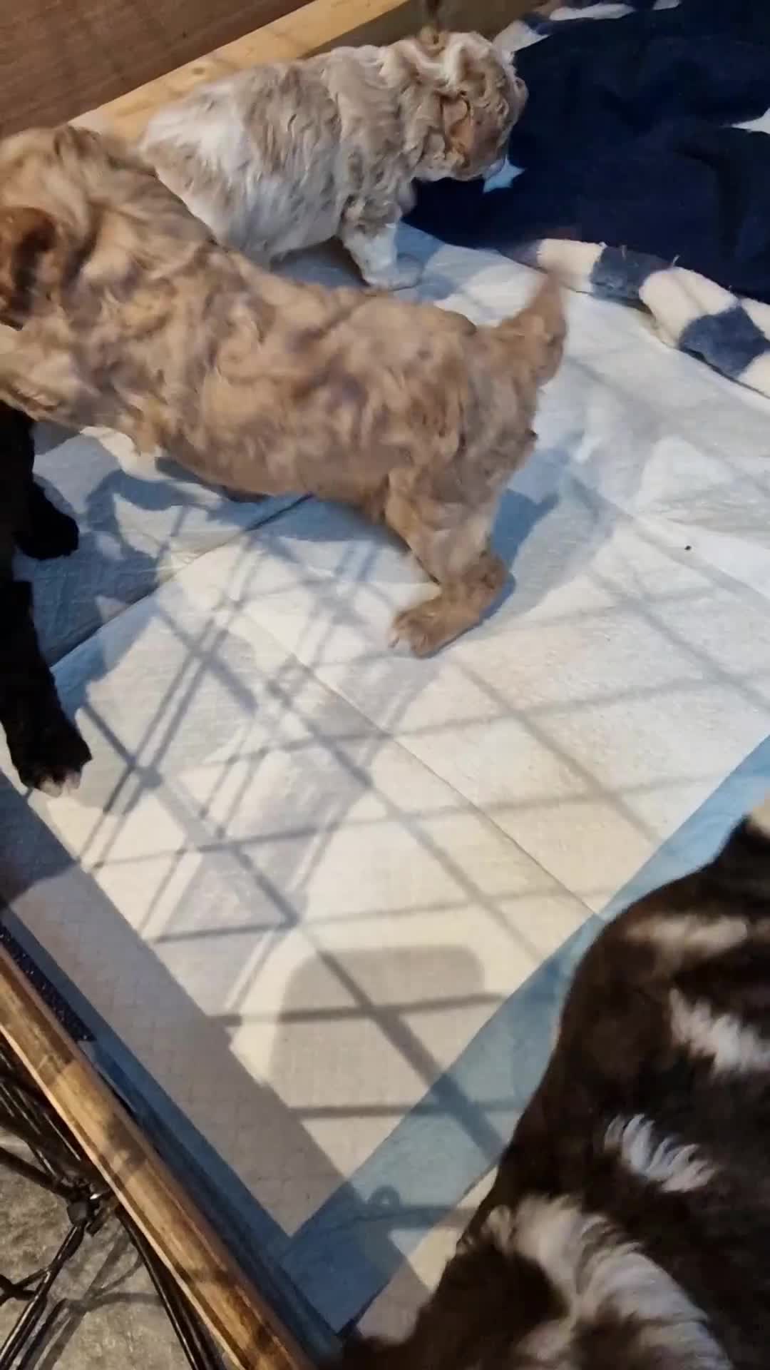 Cavapoo dogs for sale: Stunning Unique cavapoo litter  - Video 1