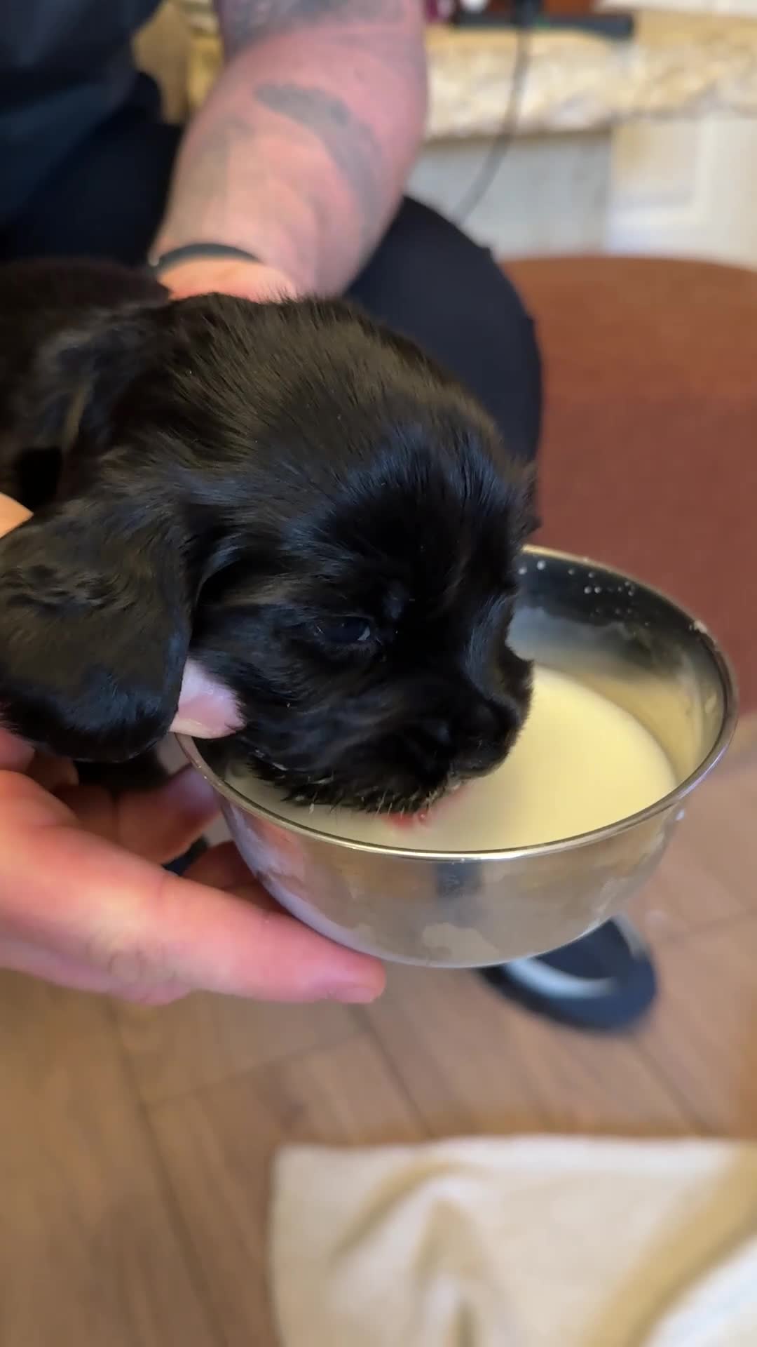 Cocker Spaniel dogs for sale: Pure Bred English Cocker Spaniel  in Liverpool - Video 2