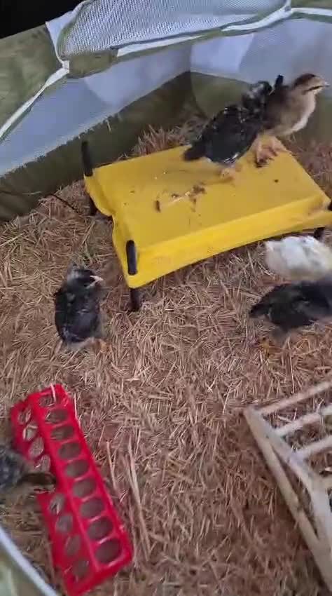 Chickens poultry for sale: 9 Mixed breed 4 week chicks in London - Video 1