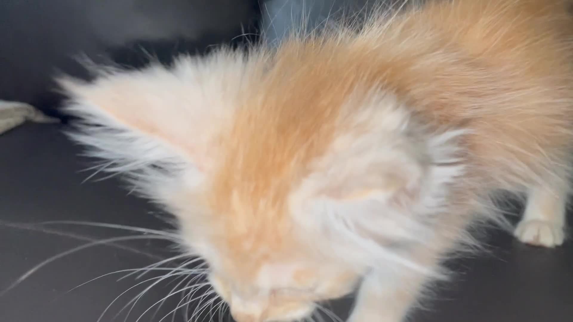 Maine Coon cats for sale: Maine Coon Cross Kittens  - Video 4