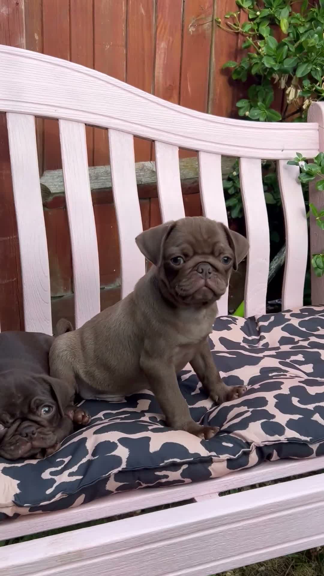 Pug dogs for sale: Beautiful chocolate PUG puppies ❤️ Ready Now ❤️ - Video 1
