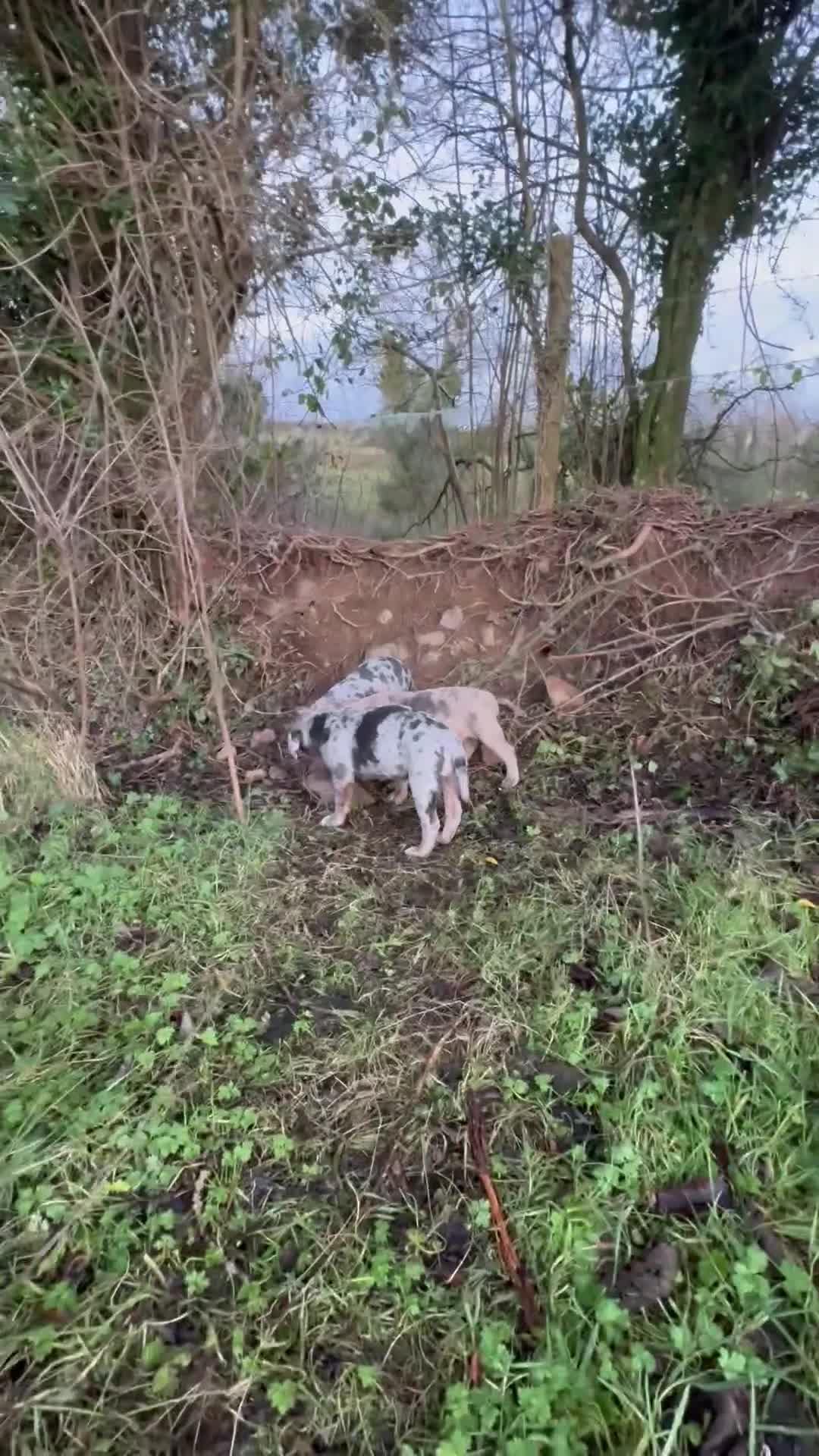 Olde English Bulldogge dogs for sale: 3 male puppy Olde English Bulldogges left - Video 2