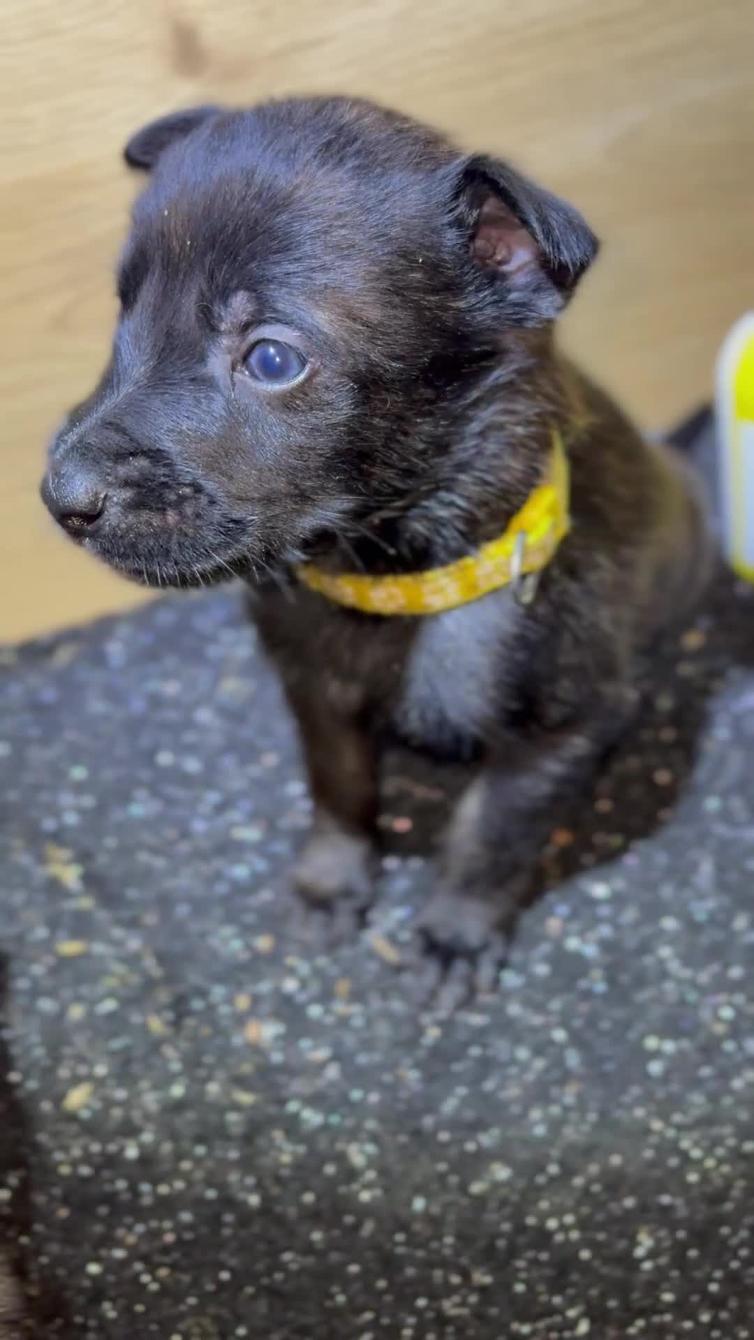 Mixed Breed dogs for sale: Dutch Malinois Puppies- Ready 13/12/2025 - Video 5