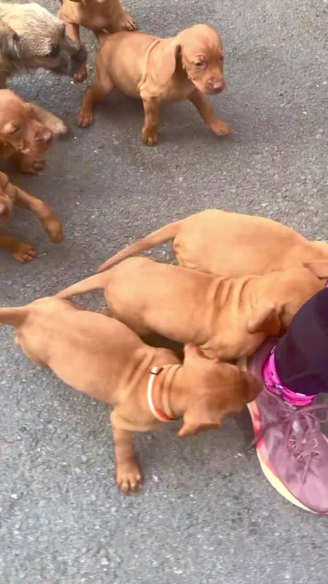 Hungarian Vizsla dogs for sale: Collect in two weeks!🐾KC smooth Hungarian Vizslas - Video 2
