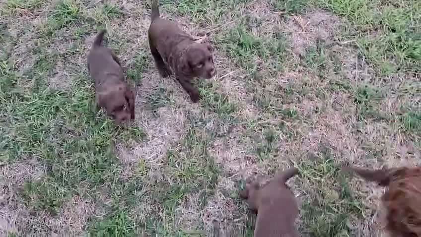Sprocker dogs for sale: SPROCKER PUPPIES in Bury Saint Edmunds - Video 1
