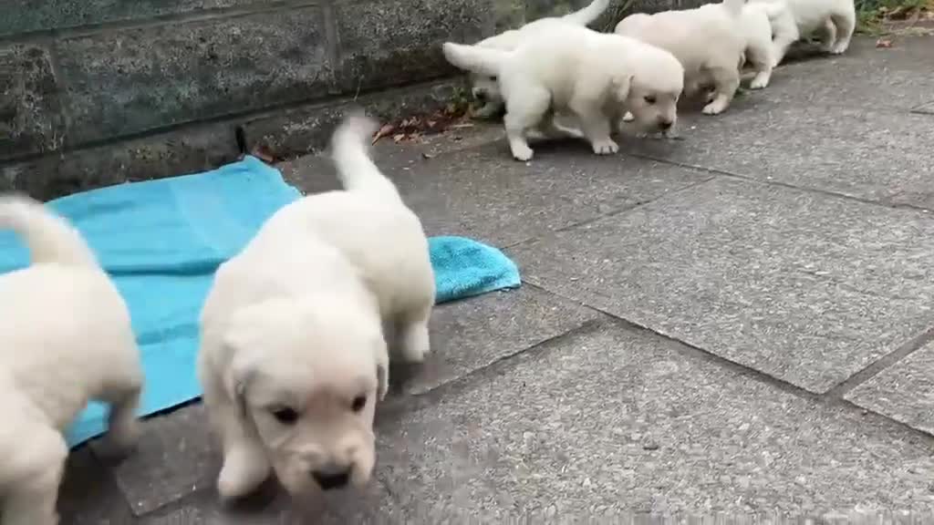 Golden Retriever dogs for sale: KC Reg Health Tested Golden Retriever Pups - Video 1