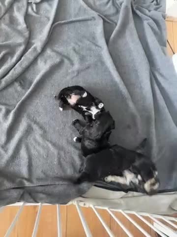 Mixed Breed dogs for sale: miniature schnauzer - Video 1