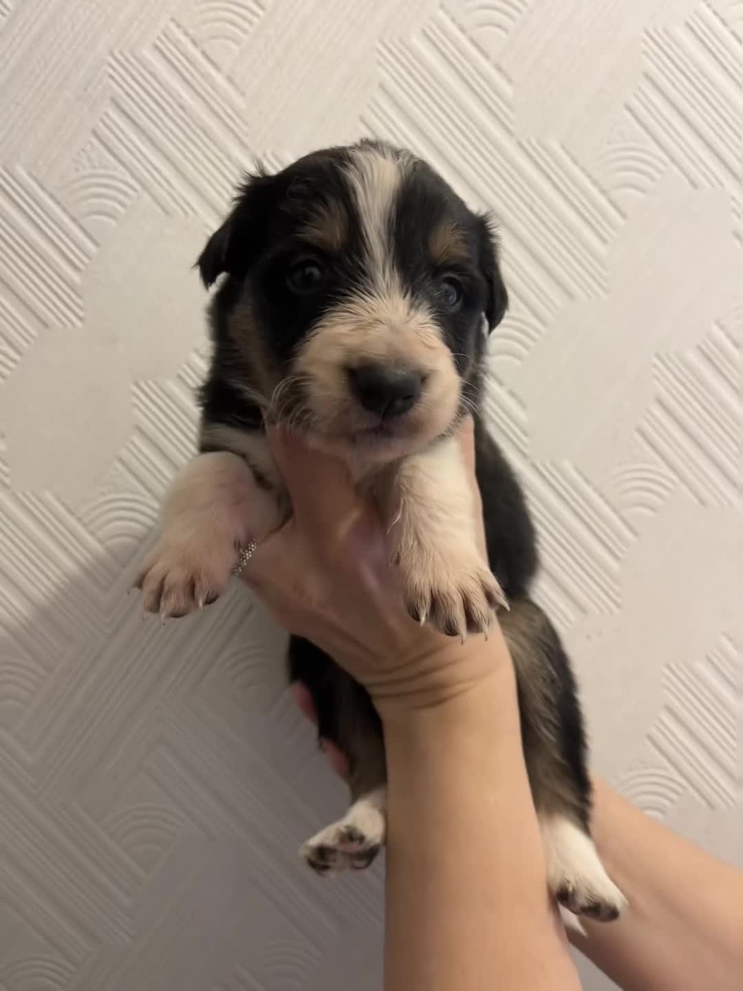 Border Collie dogs for sale: Pure Bred Border Collie Puppies - Video 1